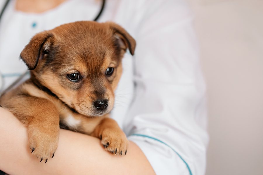 Veterinarian examines a puppy in a hospital. the little dog got sick. puppy in the hands of a veterinarian.